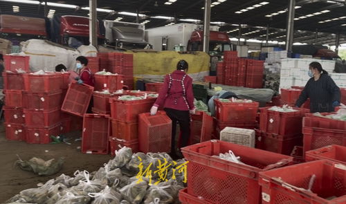 山東匡山農(nóng)產(chǎn)品市場解封探訪 防疫保供兩不誤，蔬菜價(jià)格穩(wěn)中有降，勞保用品銷售顯新意